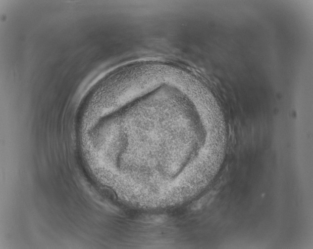 X0000068730247200605262033