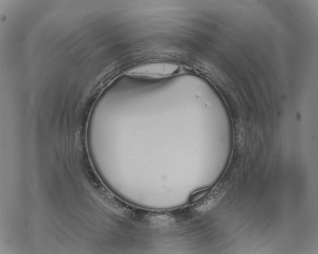 X0000068730258200605262033