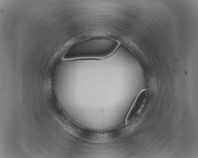 X0000068730260200605262033