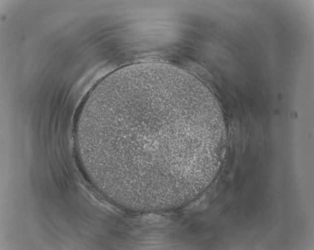 X0000068730290200605262033