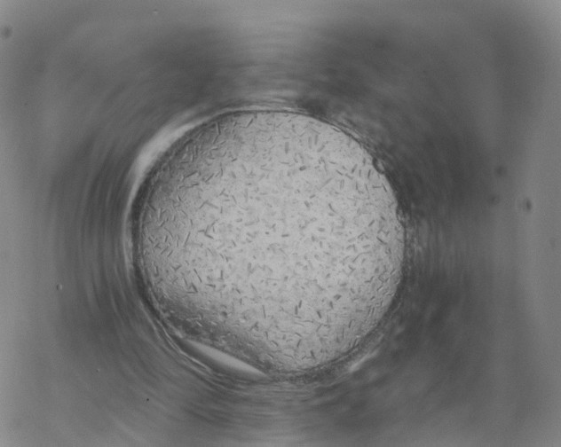 X0000068730294200605262032