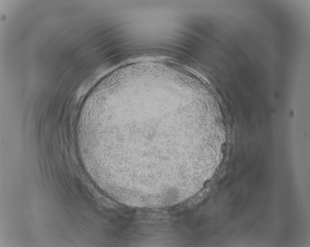 X0000068730337200605262031