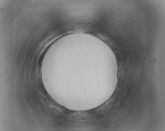 X0000068730338200605262031