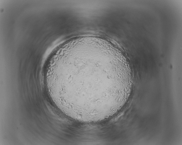 X0000068730343200605262031