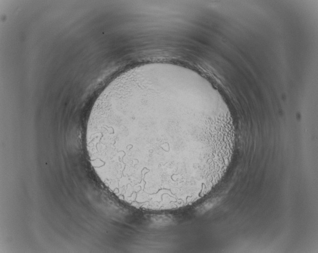 X0000068730355200605262031