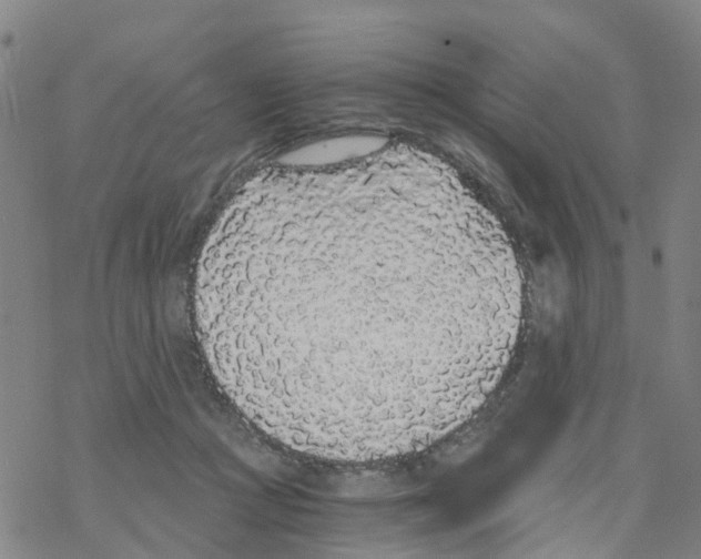 X0000068730361200605262031