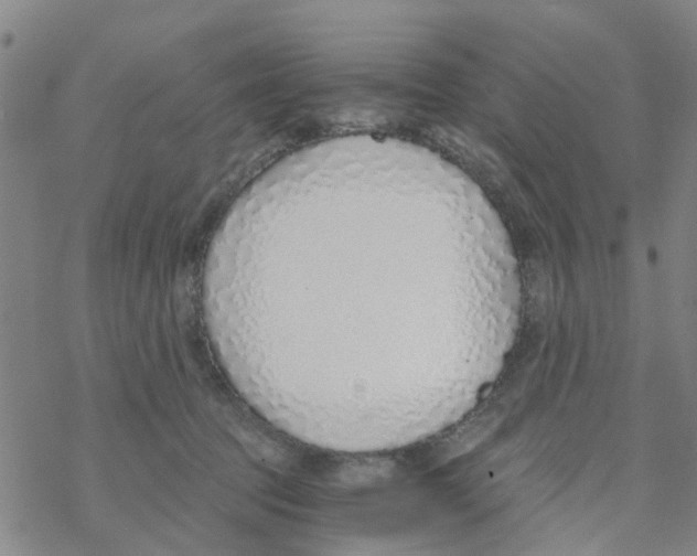 X0000068730369200605262032