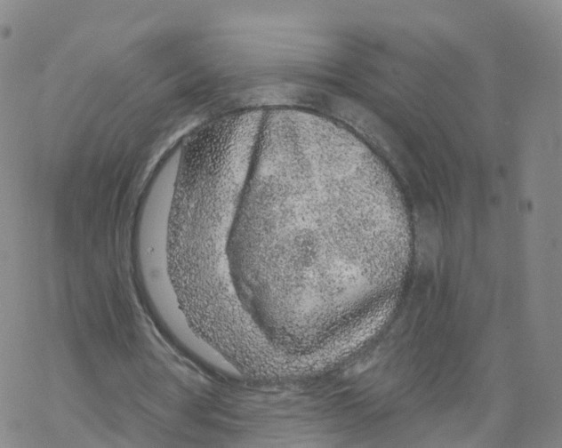 X0000068730386200605262031