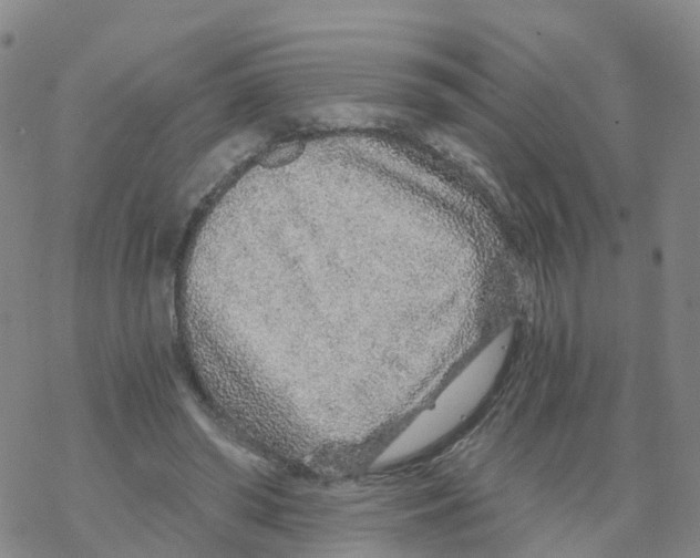 X0000068730398200605262031