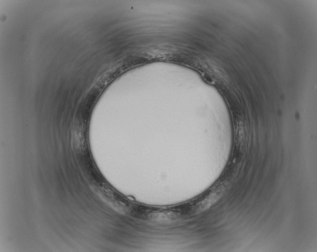 X0000068730408200605262031