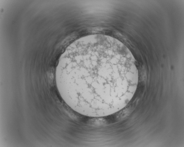 X0000068730427200605262030