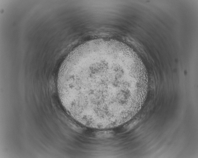 X0000068730465200605262030