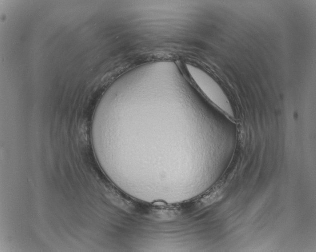 X0000068730466200605262030