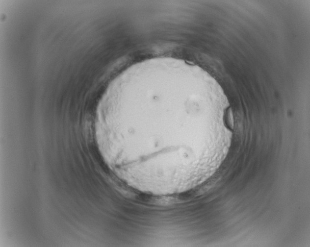 X0000068730527200605262029