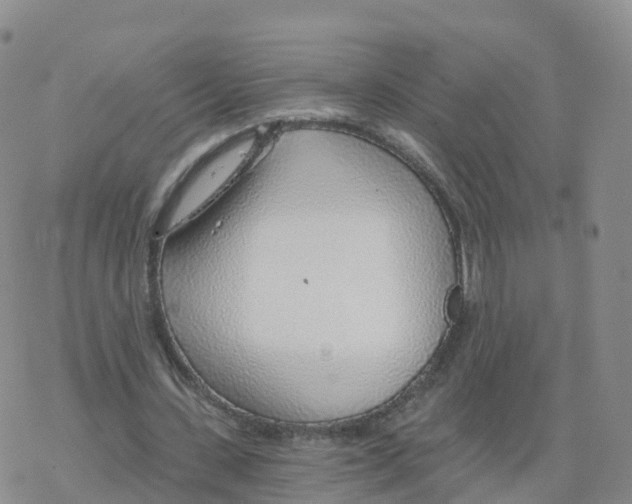 X0000068730531200605262028