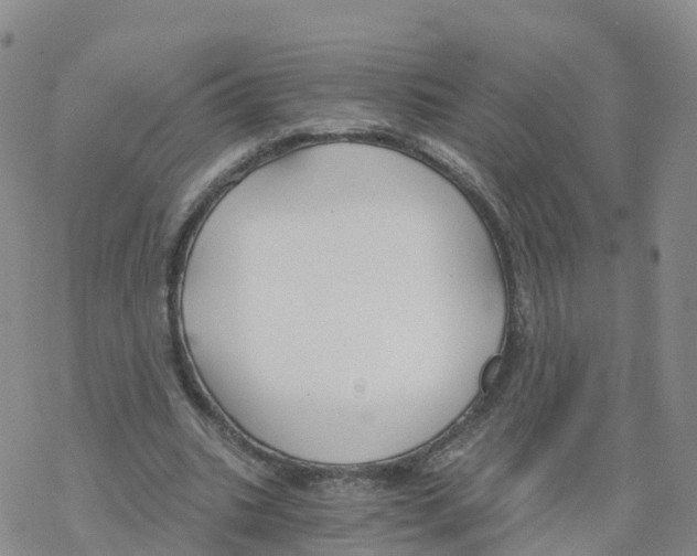 X0000068730535200605262028