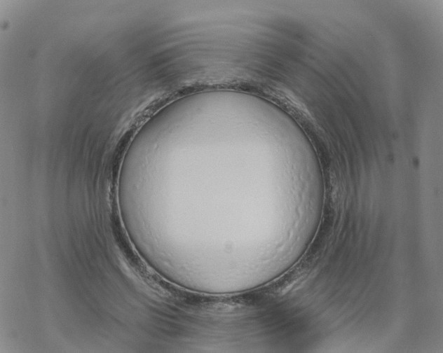 X0000068730542200605262028