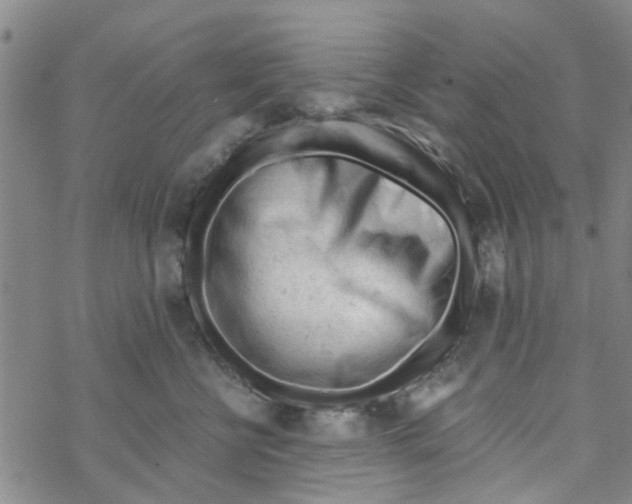 X0000068730570200605262029