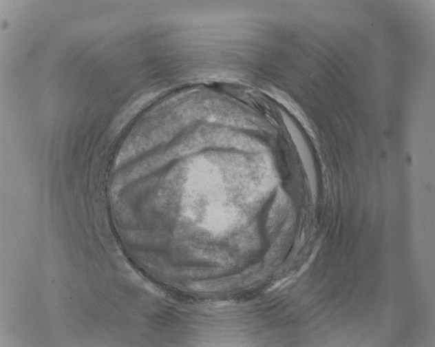 X0000068730577200605262028