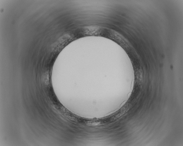 X0000068730602200605262027