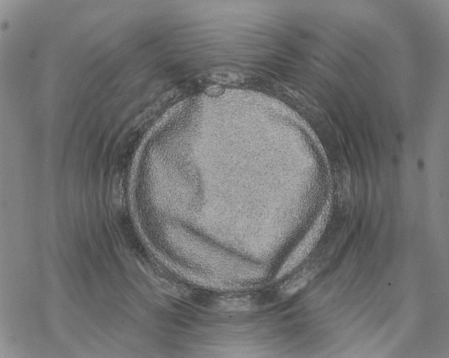 X0000068730606200605262027