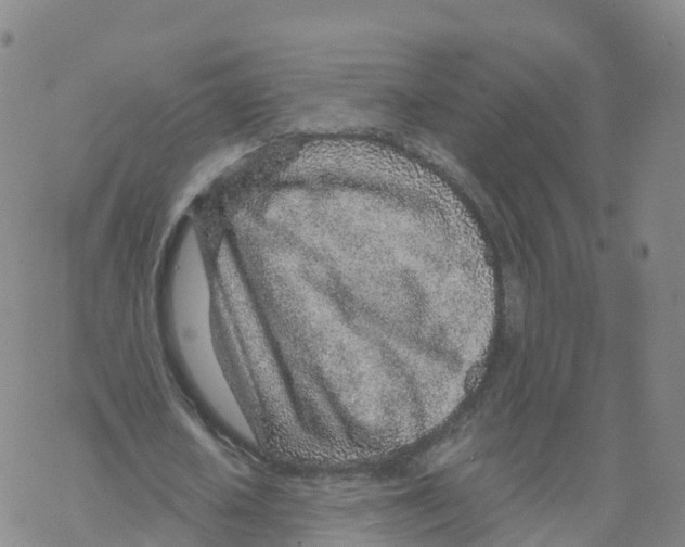 X0000068730626200605262026