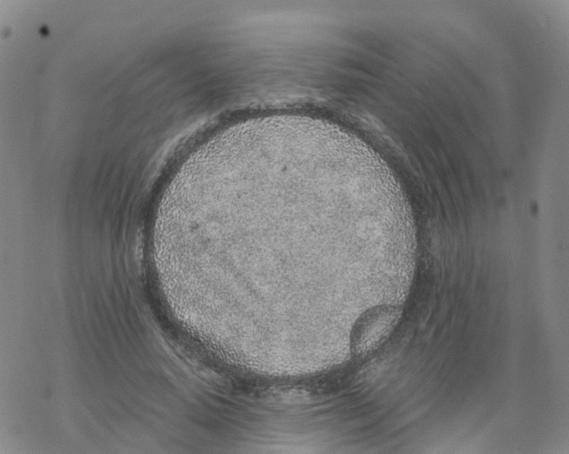 X0000068730640200605262027