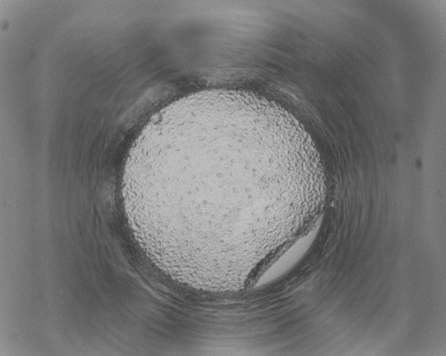 X0000068730691200605262026