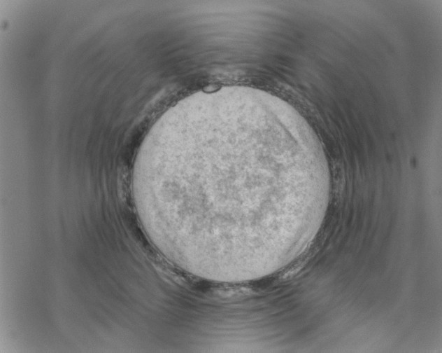 X0000068730712200605262026