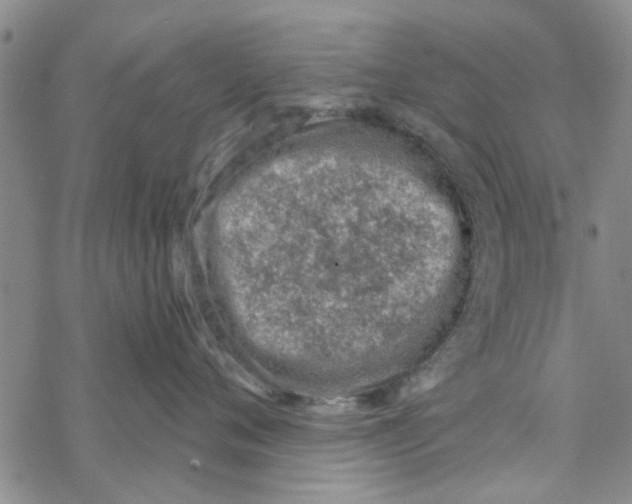 X0000068730720200605262026