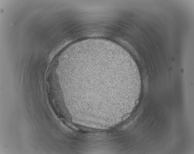 X0000068730721200605262025