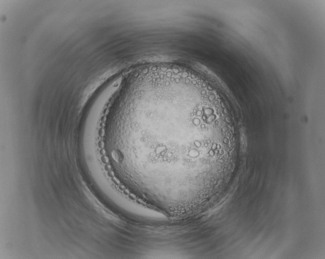 X0000068730725200605262025