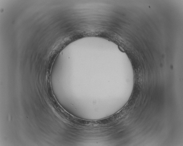 X0000068730742200605262025