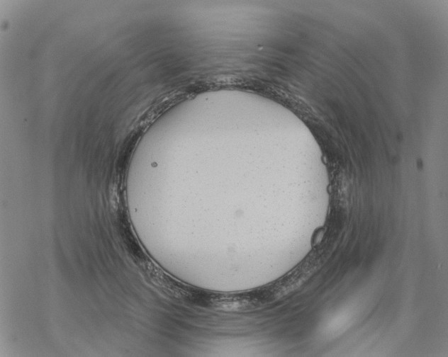 X0000068730746200605262025