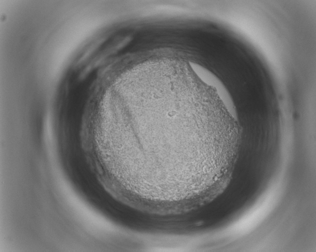 X0000068730765200605262025