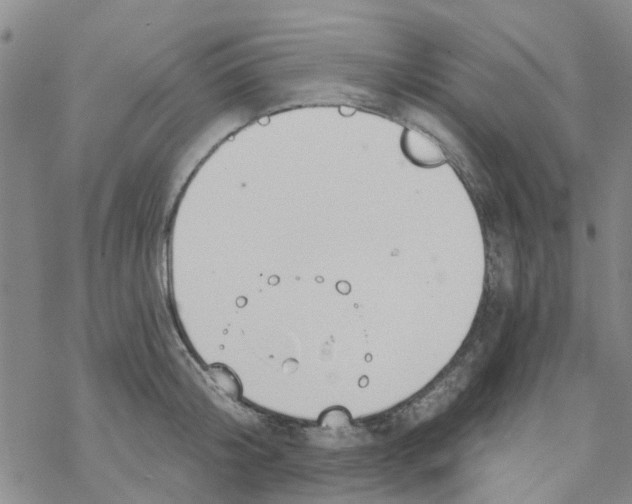 X0000068730804200605262024