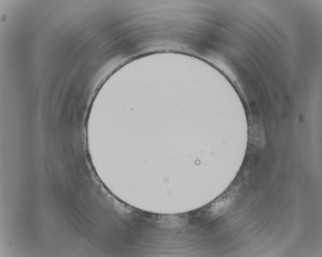 X0000068730807200605262024