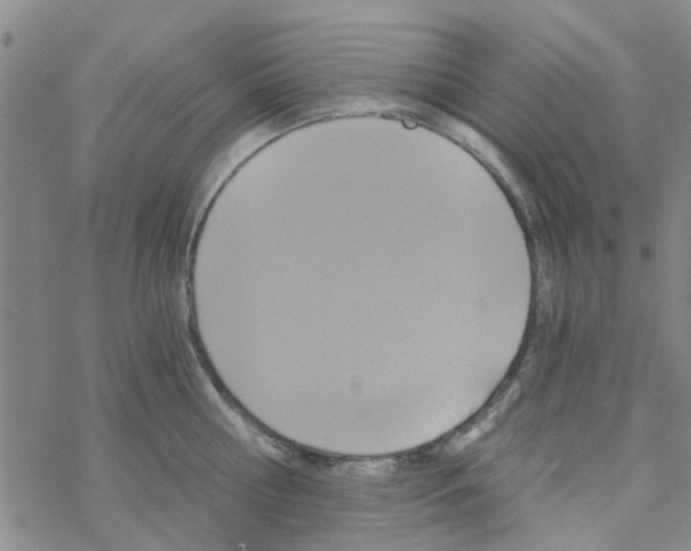 X0000068730810200605262024