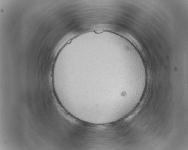 X0000068730814200605262024