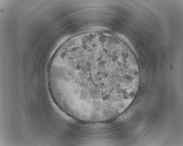 X0000068730851200605262024