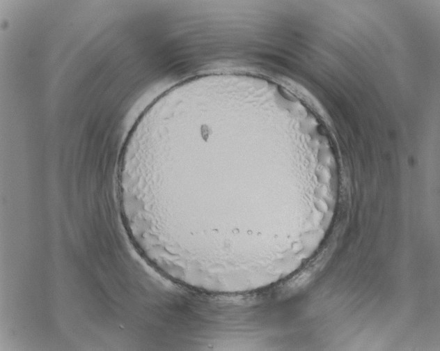 X0000068730855200605262024