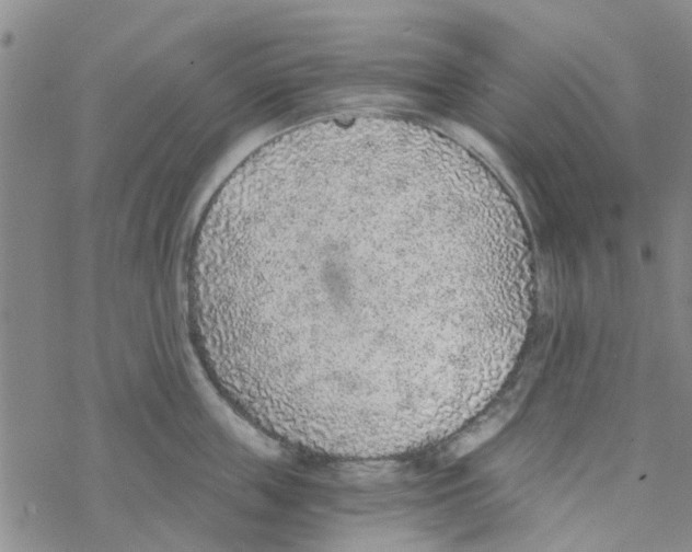 X0000068730859200605262024