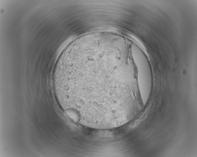 X0000068730907200605262022