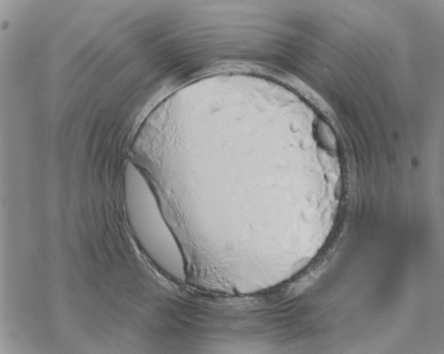 X0000068730953200605262022