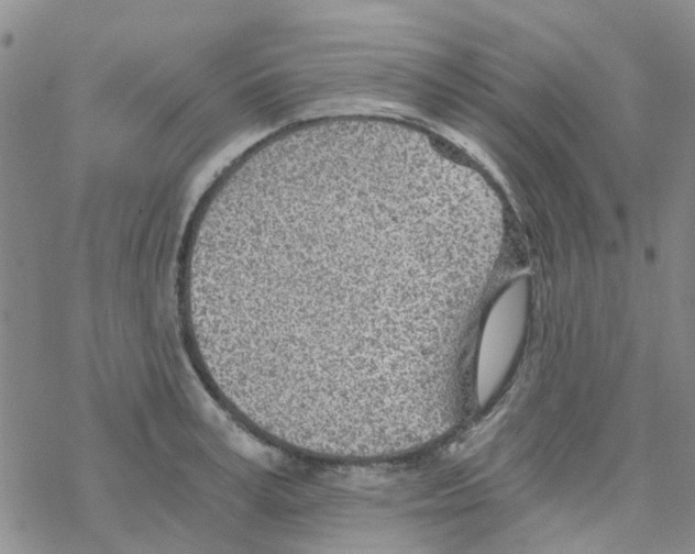 X0000068730995200605262021