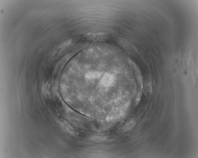 X0000068731010200605262020