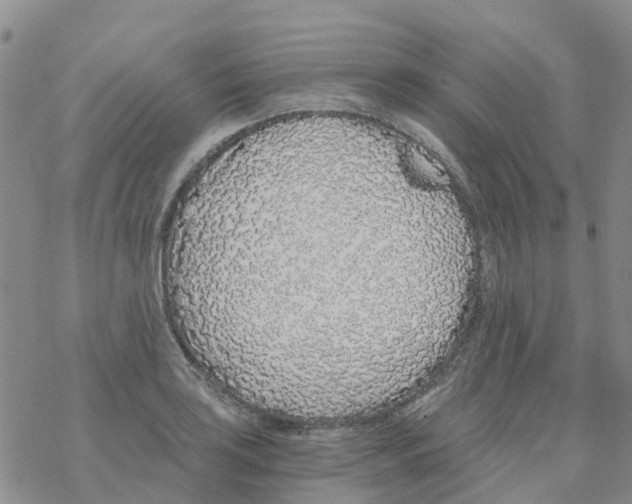 X0000068731035200605262021