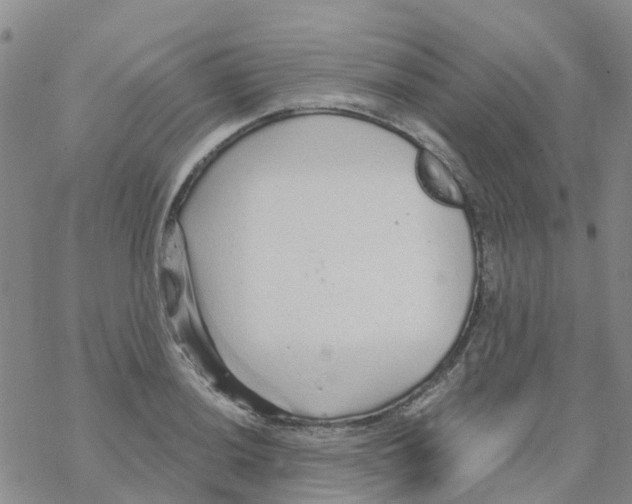 X0000068731036200605262021