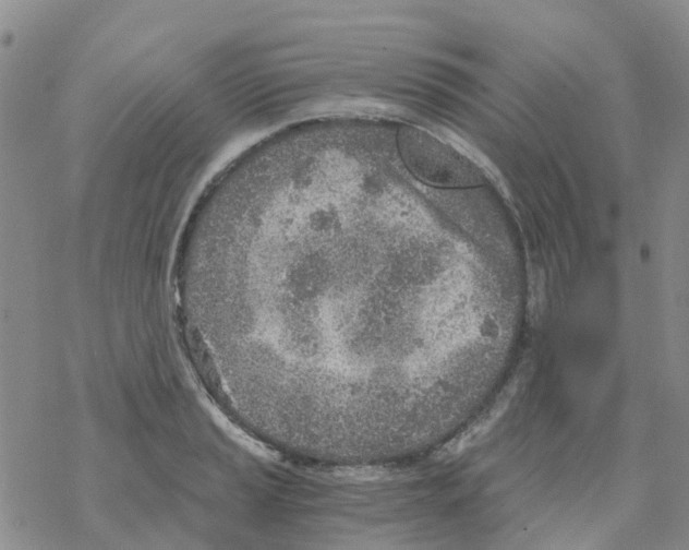 X0000068731037200605262021