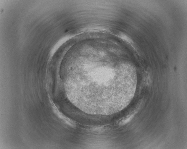 X0000068731038200605262021